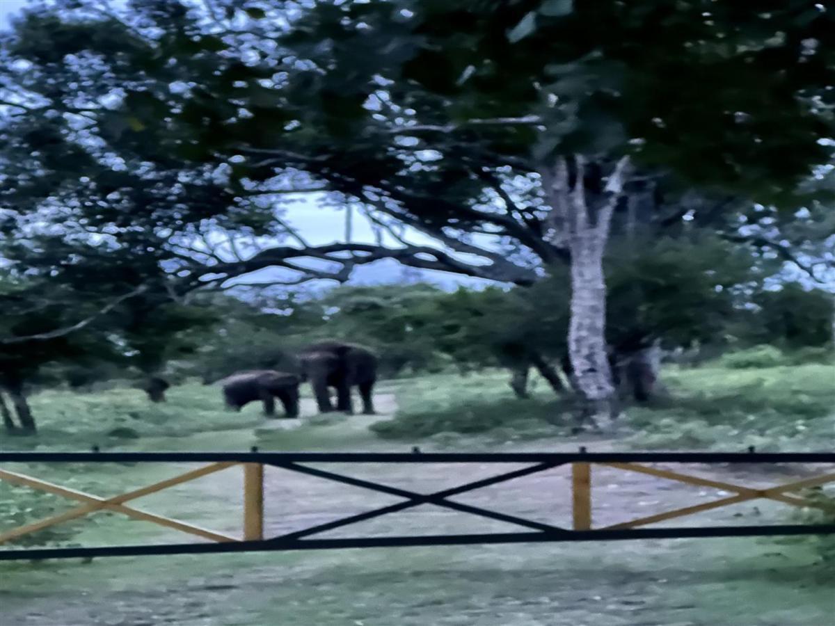 マジナグディ The Wild Farms By Gwestaiヴィラ エクステリア 写真